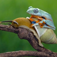 Frog and snail