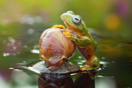 Frog and snail - snail, amphibian, frog, water, orange, green, summer