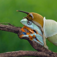 Snail and frog