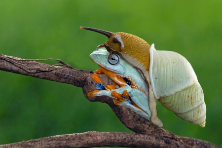 Snail and frog - snail, frog, amphibian, branch, orange, green