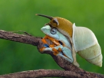 Snail and frog