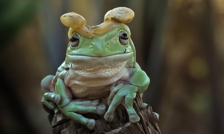 Frog and snails - funny, green, amphibian, snail, frog