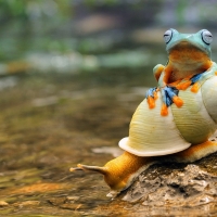 Frog and snail