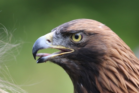 golden eagle - eagle, nature, bird of prey, predator