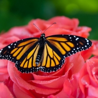 Butterfly on Pink Roses