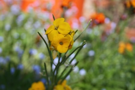 Flower - spring, flower, green, garden