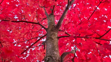 Red autumn sky - scenery, blue, amazing, brown, splendor, scene, scenario, forest, photo, leaves, widescreen, view, red, garden, nice, sky, 1920x1080, branches, trees, image, beautiful, photography, scenic, cool, top, nature, picture, awesome, autumn, leaf, park, wallpaper