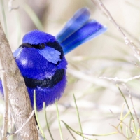 Purple Winter Bird