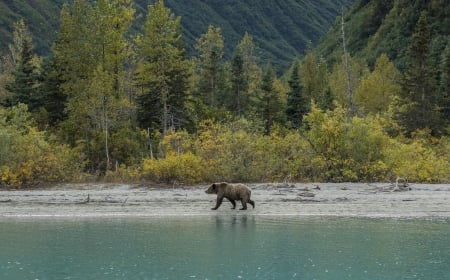 bear - lake, forest, bear, animal, cool, fun