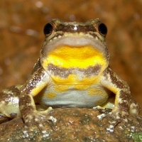 andes collared frog