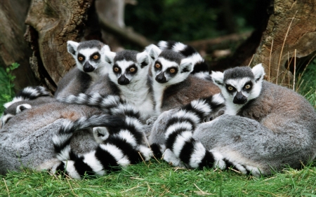 lemur family - animal, tree, grass, lemur