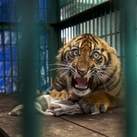 Sumatran tiger cub