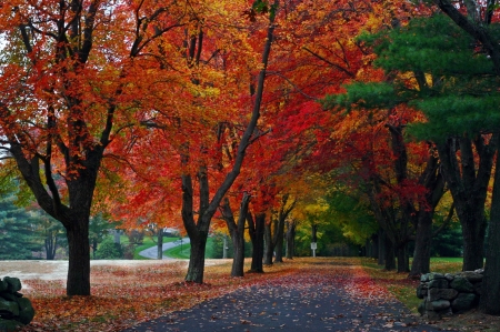 New England Driveway - street, fall, trees, leaves, colors, usa