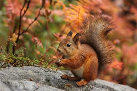 Squirrel - animal, autumn, red, cute, squirrel, veverita