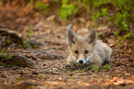 Fox - fox, rred, vulpe, animal, cute