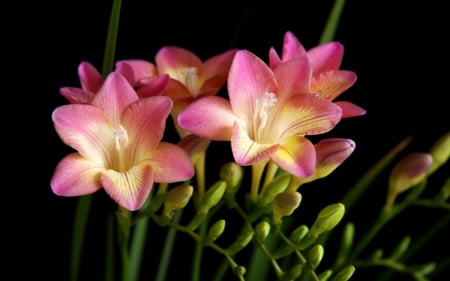 Freesias - freesia, spring, flower, pink