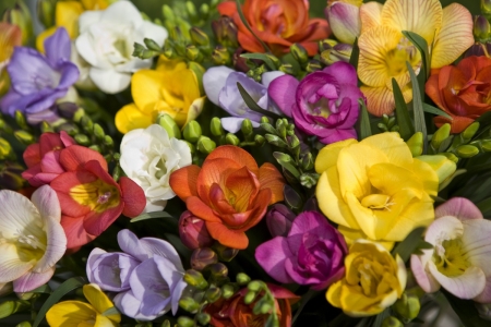 Freesias - colorful, spring, freesia, texture, flower