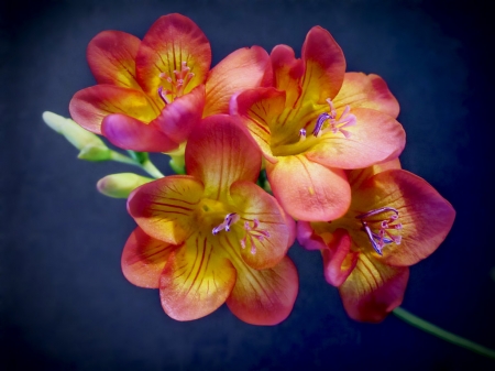 Freesias - spring, freesia, orange, flower, pink