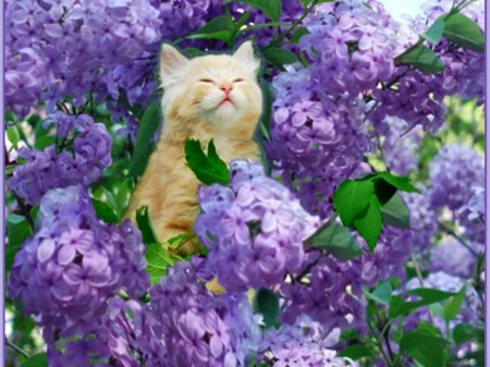 Cat Smells Lilac - flowers, animal, kitten, eyes, lilac, cat