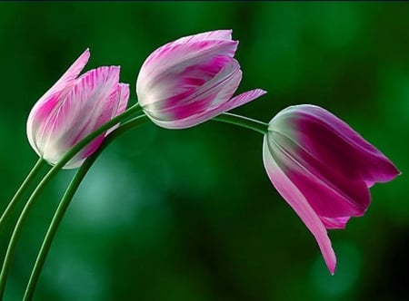 TULIPS - nature, colors, stems, petals