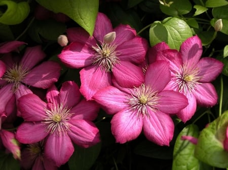 CLEMATIS - leaves, petals, nature, colors