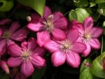 CLEMATIS