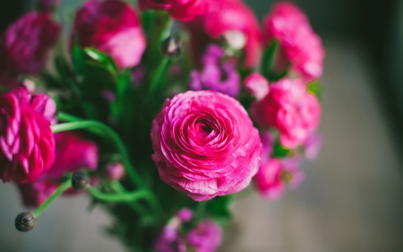 RANUNCULUS - NATURE, COLORS, STEMS, PETALS