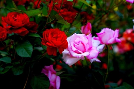 ROSES - leaves, petals, nature, colors