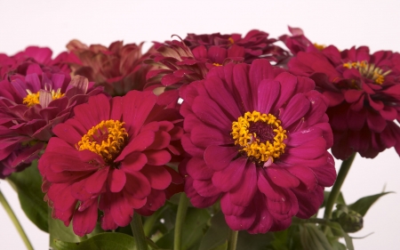 ZINNIAS - leaves, colors, stems, petals