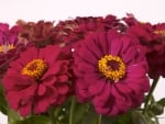 ZINNIAS