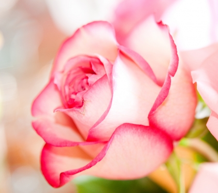 ROSE - COLORS, LEAVES, STEMS, PETALS