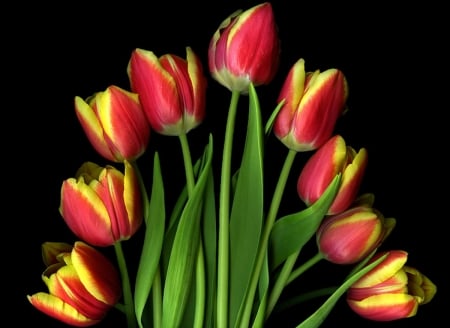 TULIPS - nature, colors, stems, petals