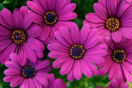 DAISIES - leaves, petals, nature, colors