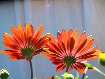 DAISIES - COLORS, LEAVES, STEMS, PETALS