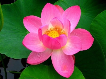 LOTUS - leaves, petals, nature, colors