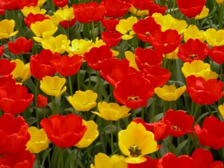 TULIPS - leaves, petals, nature, colors