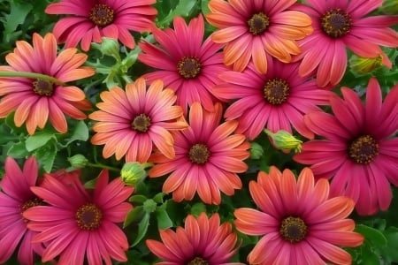 DAISIES - leaves, colors, stems, petals