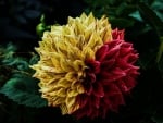 ZINNIA