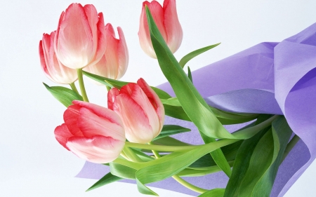 TULIPS - leaves, colors, stems, petals