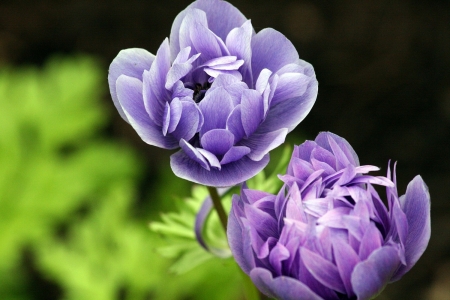 RANUNCULUS - leaves, petals, colors, stem