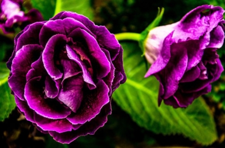 PEONIES - leaves, colors, stems, petals