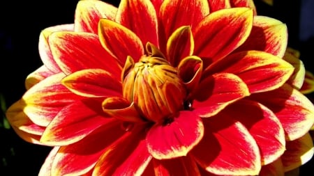 DAHLIA - flower, petals, nature, colors