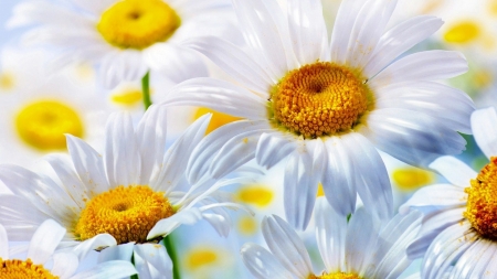 DAISIES - NATURE, COLORS, STEMS, PETALS