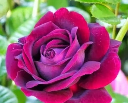 ROSE - NATURE, COLORS, LEAVES, PETALS