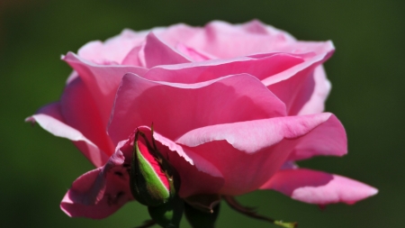 ROSE - petals, nature, colors, stem