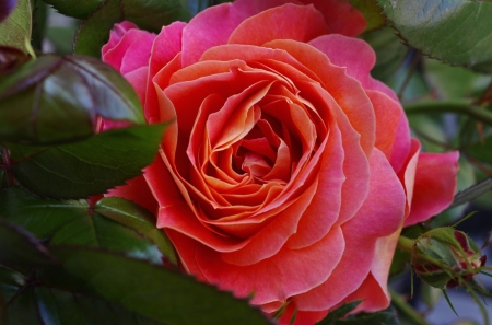 ROSE - NATURE, LEAVES, STEMS, PETALS