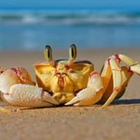 crab