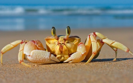 crab - water, beach, sand, crab