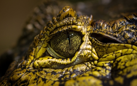 crocodile - eye, face, reptile, crocodile