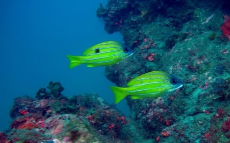 five lined snapper - fish, five, lined, snapper